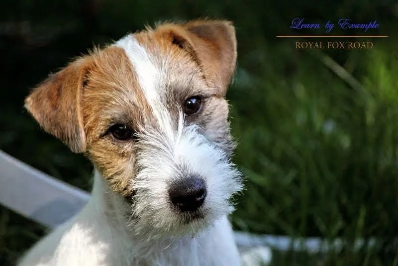 ✨ ROYAL FOX ROAD LEARN BY EXAMPLE 🩵 ✨ #royalfoxroad #jackrussellofinstagram #lineaustralia #jrtlove #jackrusselmoments