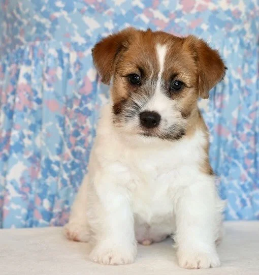 ✨ ROYAL FOX ROAD ALL THE BEST 🩵✨ #royalfoxroad #jackrusselterrier #jackrusselmoments #jackrussellpuppy #puppy #puppylove