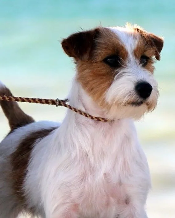 ✨ ROYAL FOX ROAD JAPAN AUSTRALIAN TOUCH 💞 ✨#royalfoxroad #jackrussellofinstagram #jackrusselmoments #jackrussellworld #jrtsofinstagram #jackrussellaustralia #lineaustralia