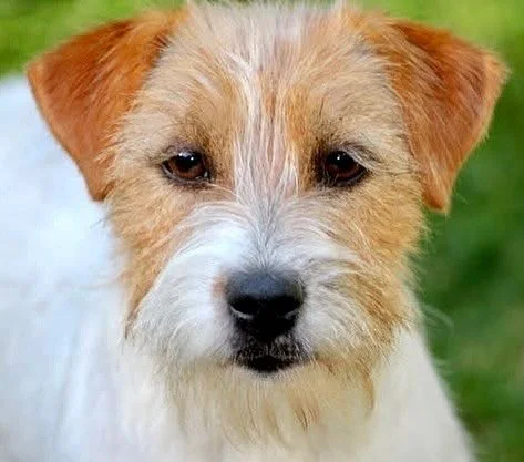 ✨ ROYAL FOX ROAD NOSTRA DOLCE VITA 💞✨#royalfoxroad #jackrussellterriersofinstagram #jackrusselmoments #jackrussellsofinstagram #jackrussellaustralia #lineaustralia