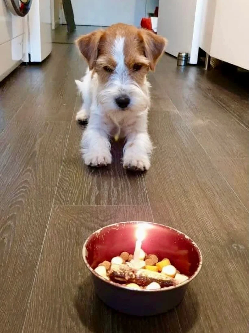 ✨ ROYAL FOX ROAD ROYALTIES PARIS ✨ #royalfoxroad #jackrussellterriersofinstagram #jackrussellofinstagram #jackrusselterrier #jackrussell