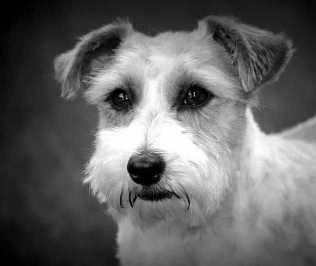 ✨ OUR MIMI 🐶💞 (13,5 years) ✨ #royalfoxroad #jackrussellterrier #jackrussellsofinstagram #jackrussell #jackrussellmoments