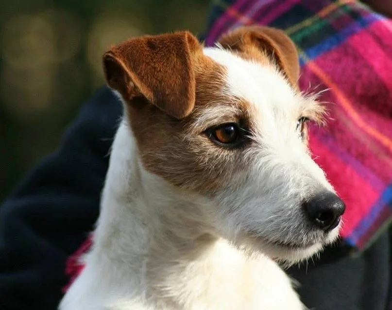 ✨ROYAL FOX ROAD 💞✨ #royalfoxroad #jackrussellterriersofinstagram #jackrussell #jackrussellofinstagram #jackrussellsofinstagram