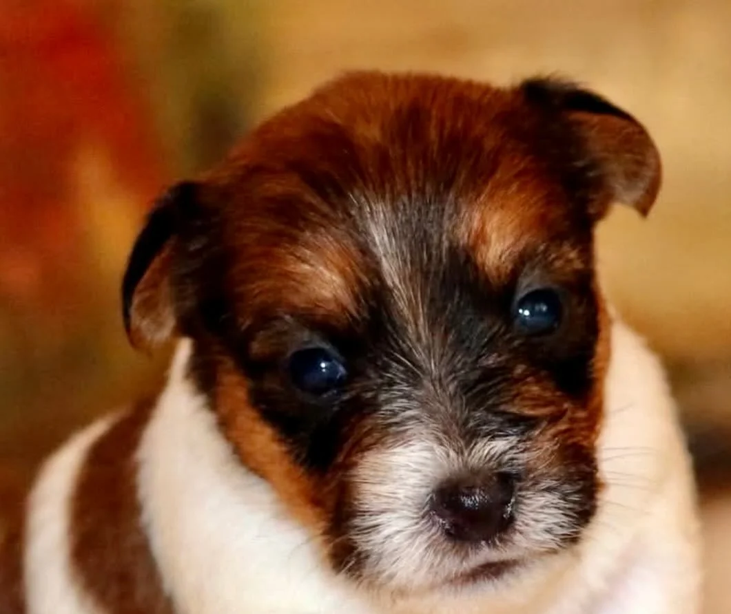 ✨ BB ROYAL FOX ROAD ✨#royalfoxroad #puppiesofinstagram #puppylove #jackrussellpuppy #jackrussellofinstagram