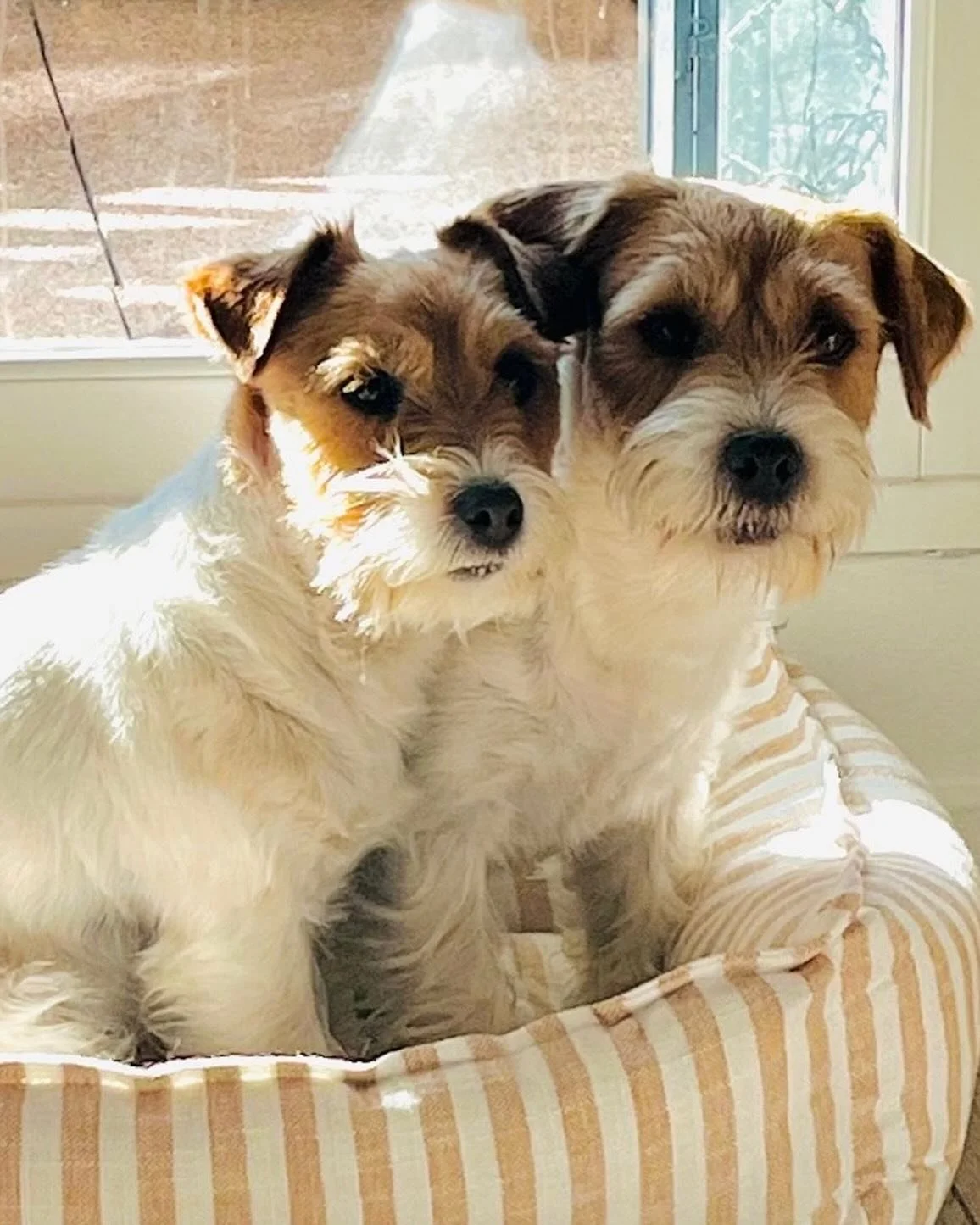 ✨ MOTHER &amp; SON 🐶💞 ✨ #royalfoxroad #jackrussellstyle #jackrussell #jackrussellworld #jrt