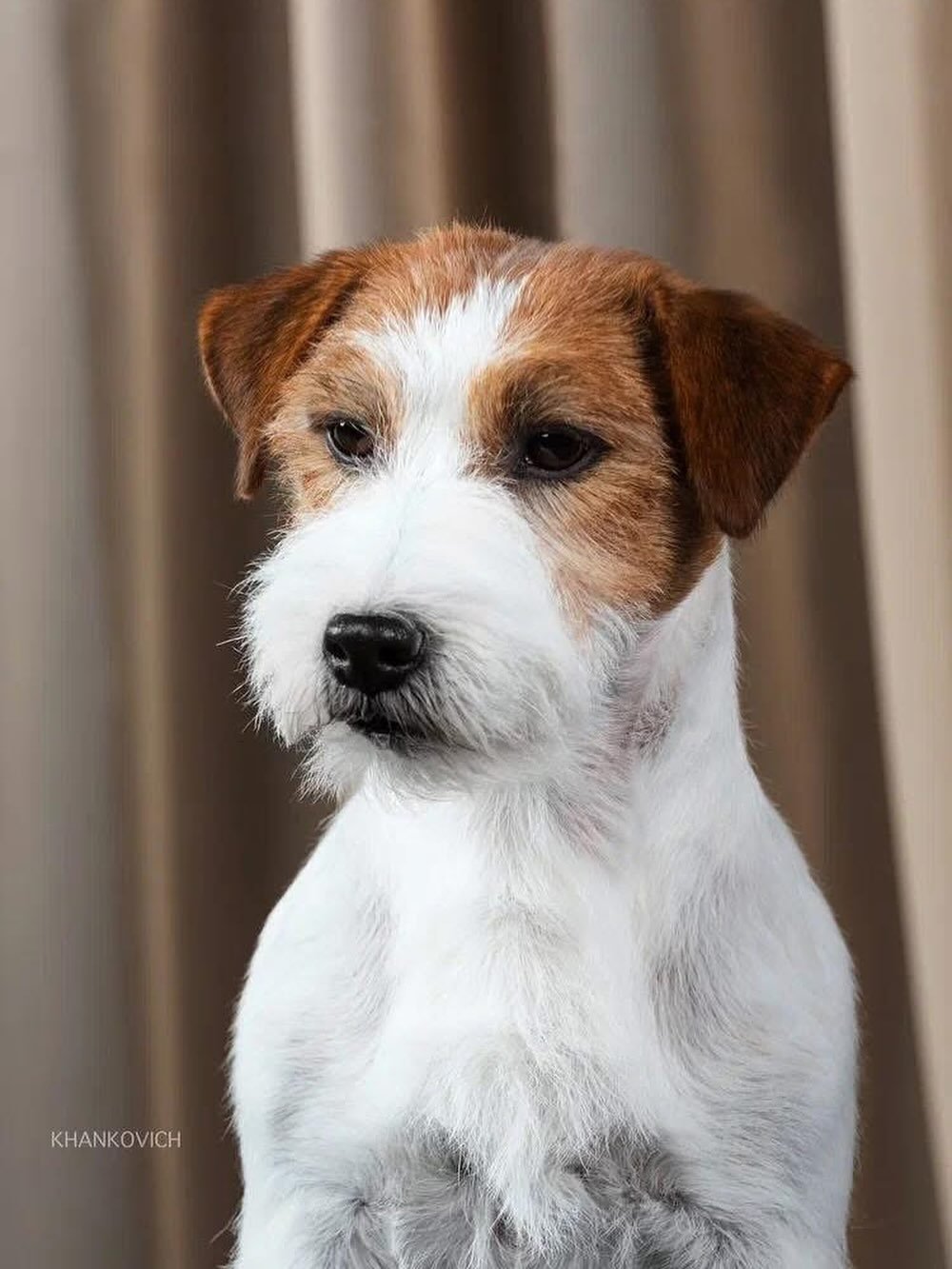 ✨ GCH. ROYAL FOX ROAD NEL MOMENTO PERFETTO VWW&rsquo;19 🐶💙✨ #royalfoxroad #jackrussellworld #jackrussellofinstagram #jackrussellterrier #jackrussell
