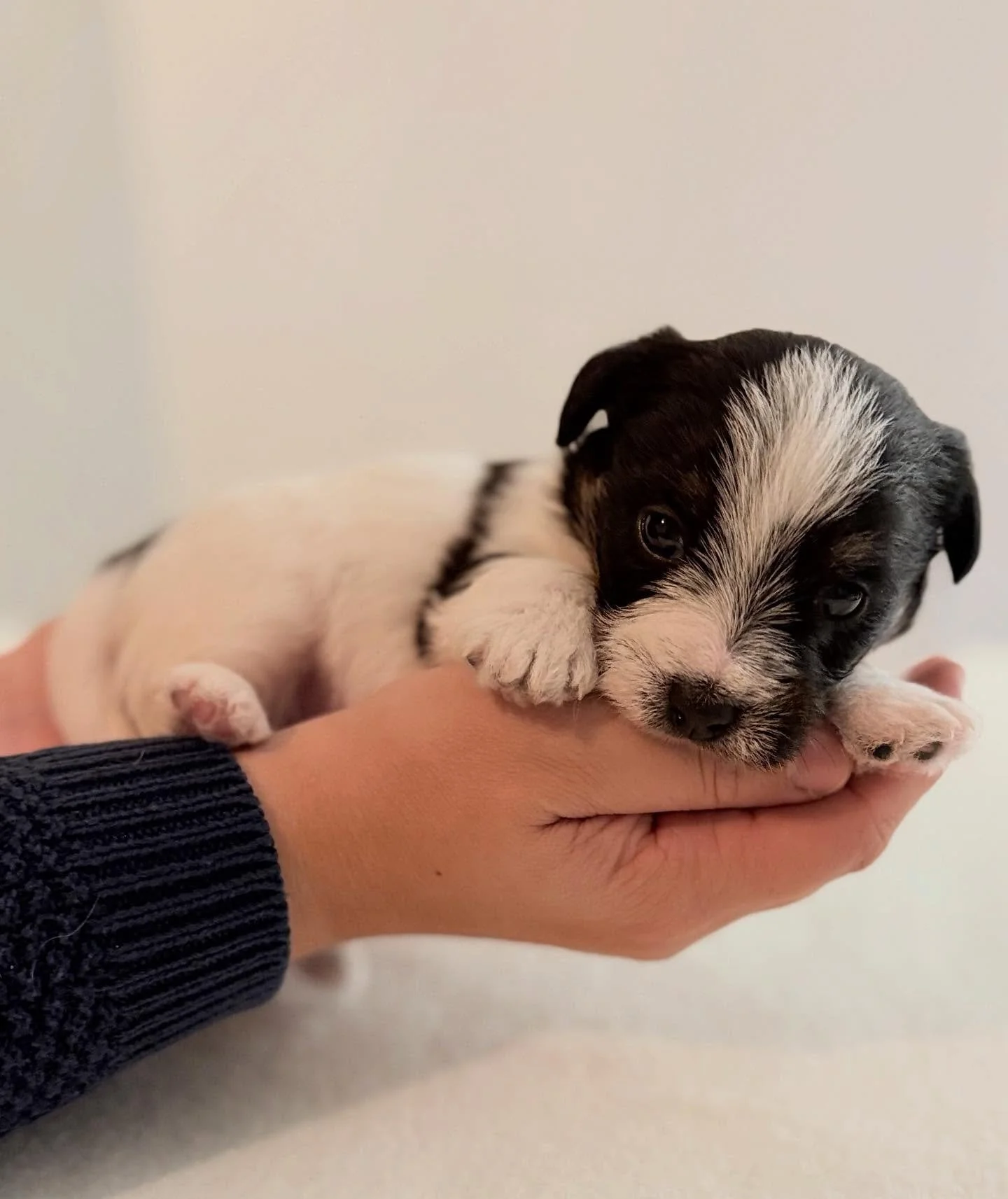 ✨ ROYAL FOX ROAD ALL MY LOVE 🖤🤍🤎(4 weeks) ✨ #royalfoxroad #puppylove #puppiesofinstagram #jackrussell #jackrussellpuppy