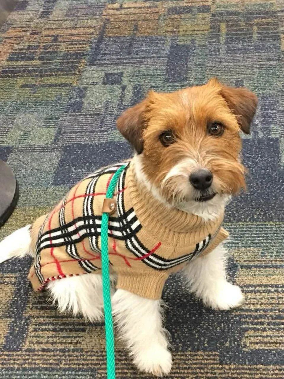 ✨ Beautiful Libby, sister of our Lanc&ocirc;me (lives in the USA 🇺🇸) ✨#royalfoxroad #jackrussellofinstagram #jackrussellworld #jackrusselllove❤️ #jrtlove