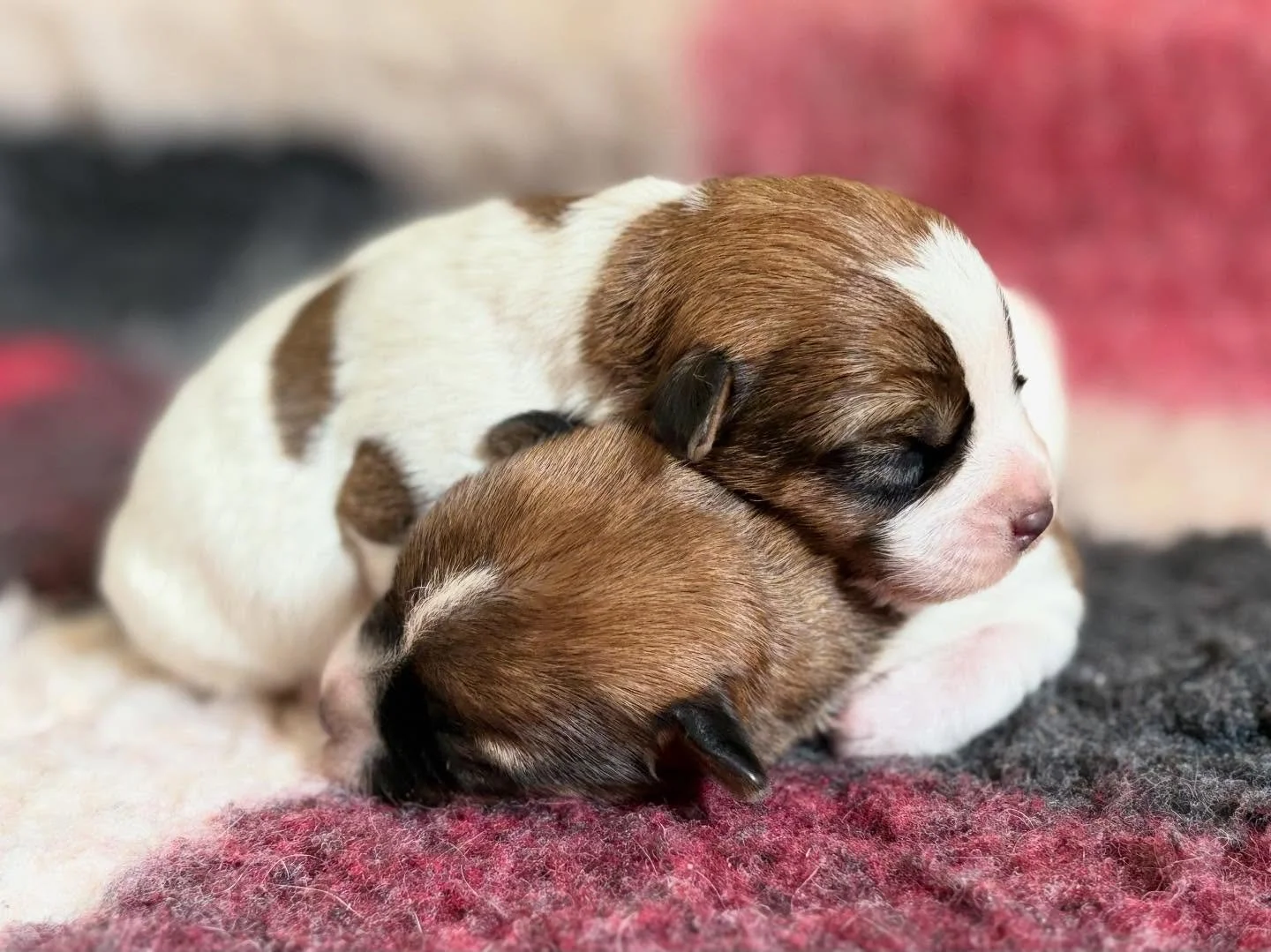 ✨ BB ROYAL FOX ROAD 2026 💙💙🩷 ✨#royalfoxroad #jackrussellterrier #puppy #puppiesofinstagram #puppylove
