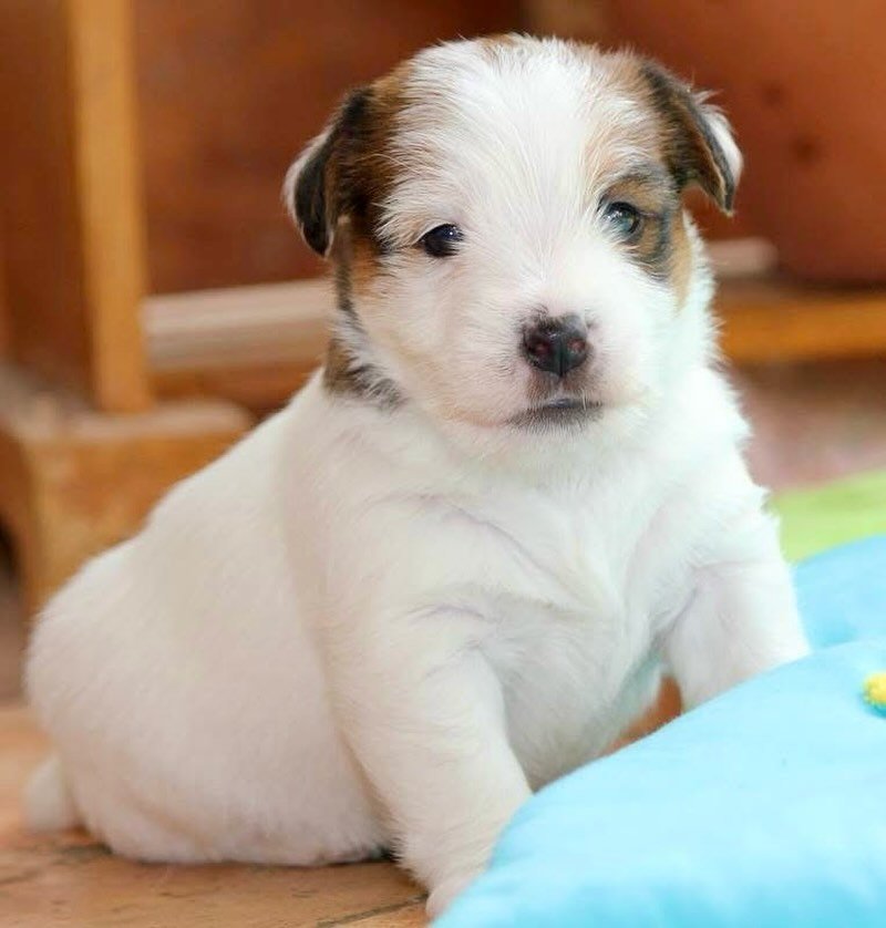 ✨ BB ROYAL FOX ROAD 🐶💞 ✨#royalfoxroad #jackrussellofinstagram #jackrussell #puppiesofinstagram #lineaustralia