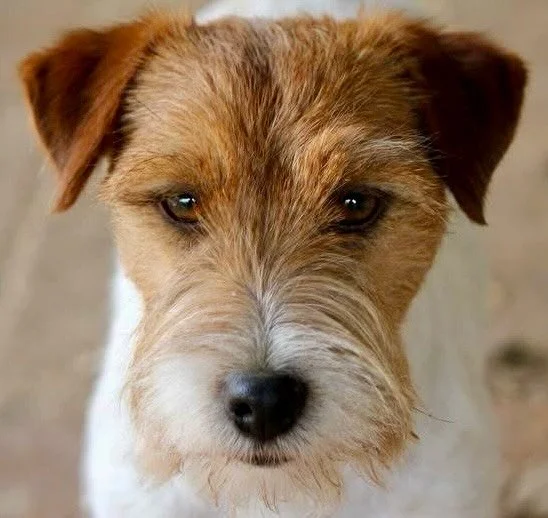 🐶💙 MAXOU FOREVER 💙🐶 #jackrussellworld #jackrussell #jackrusselterrier #lineaustralia #jackrussellofinstagram