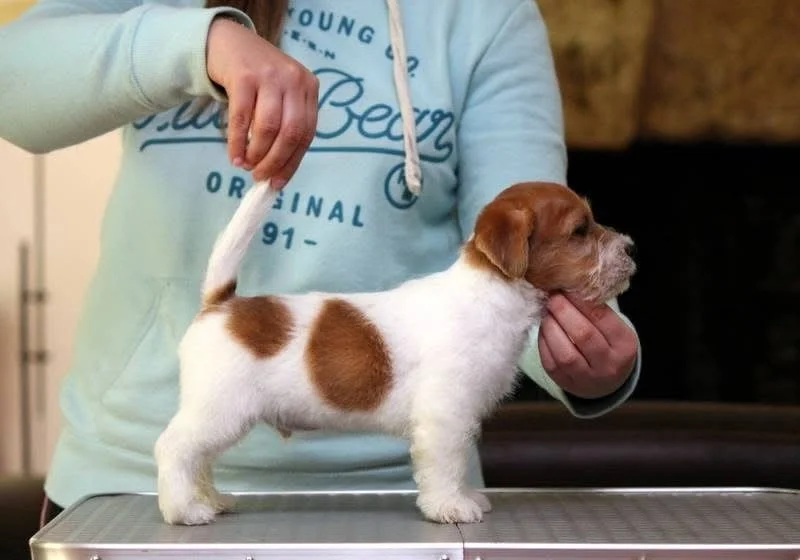 ✨FIRST STATIC ✨ #royalfoxroad #jackrussell #puppylove #puppiesofinstagram #jackrussellterriersofinstagram