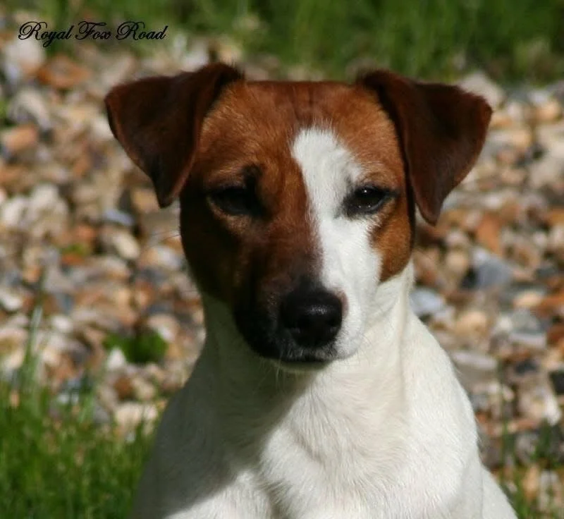 ✨ OUR IN MY WAY 💞✨ #royalfoxroad #jackrussellofinstagram #jackrussellsofinstagram  #jackrussellmoments #jackrussellterrier