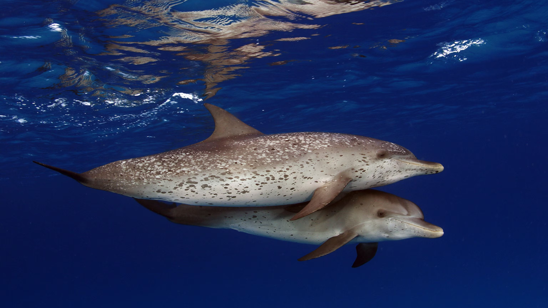 The Mysteries of Underwater Sound