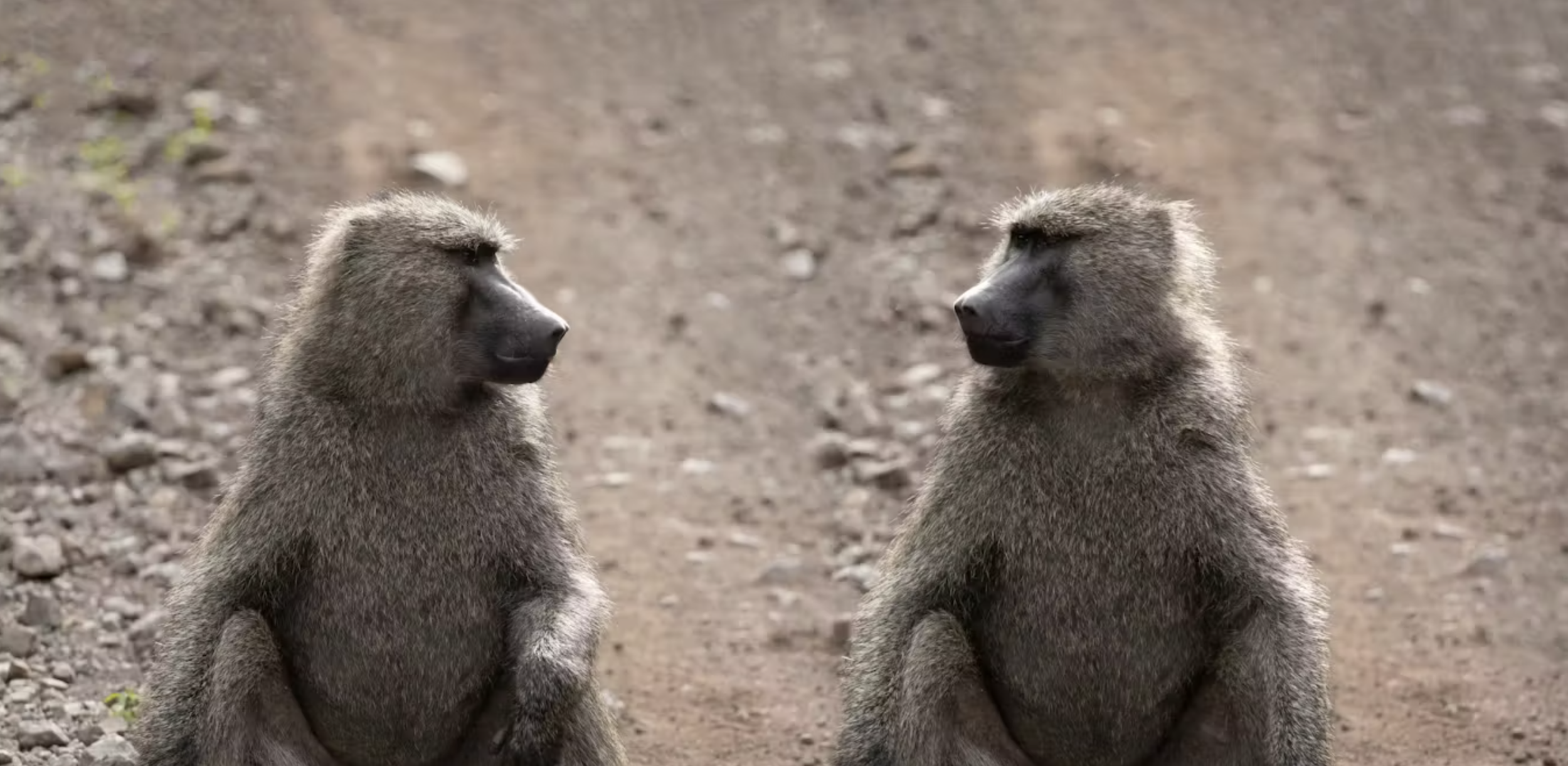 Evolutionary Explanations for Homosexuality in Humans and Animals
