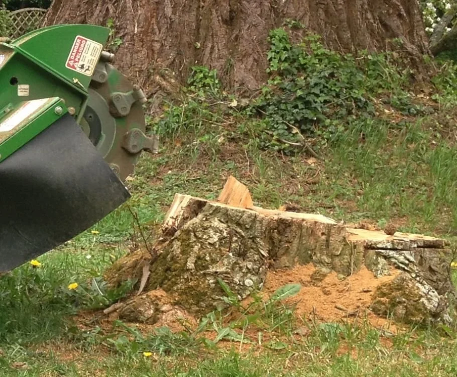 How to Launch a B2B Stump Grinding Service for Tree Surgeons in the UK