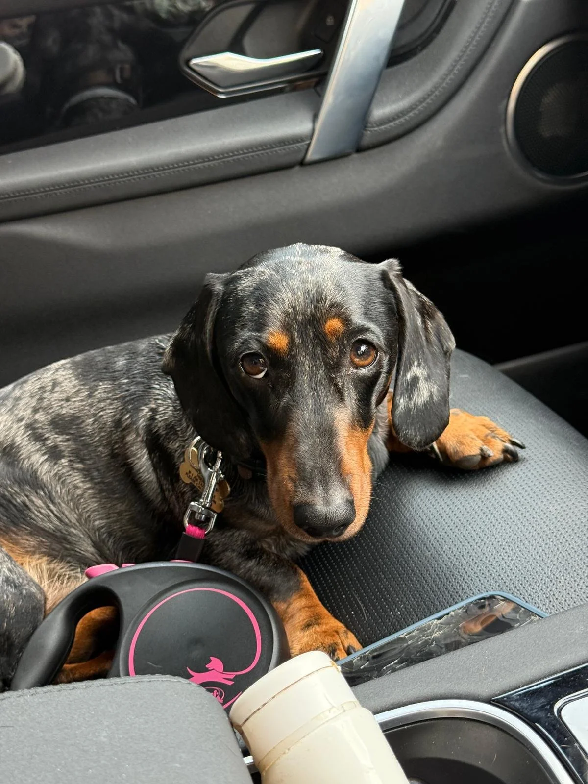 The Dog Who Healed My Parents