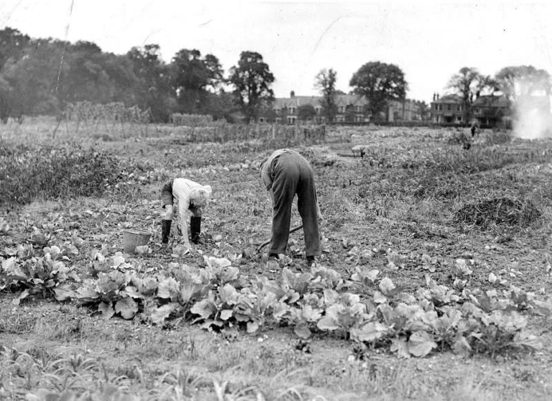 Ilford-allotment-Dig-for-Victory.jpg