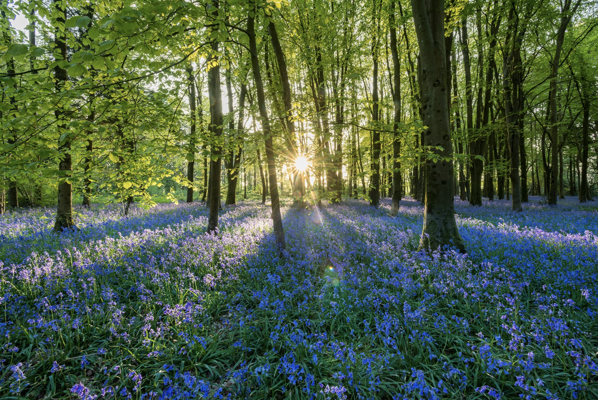 Light, Sound, Consciousness, and the Natural Kingdom 