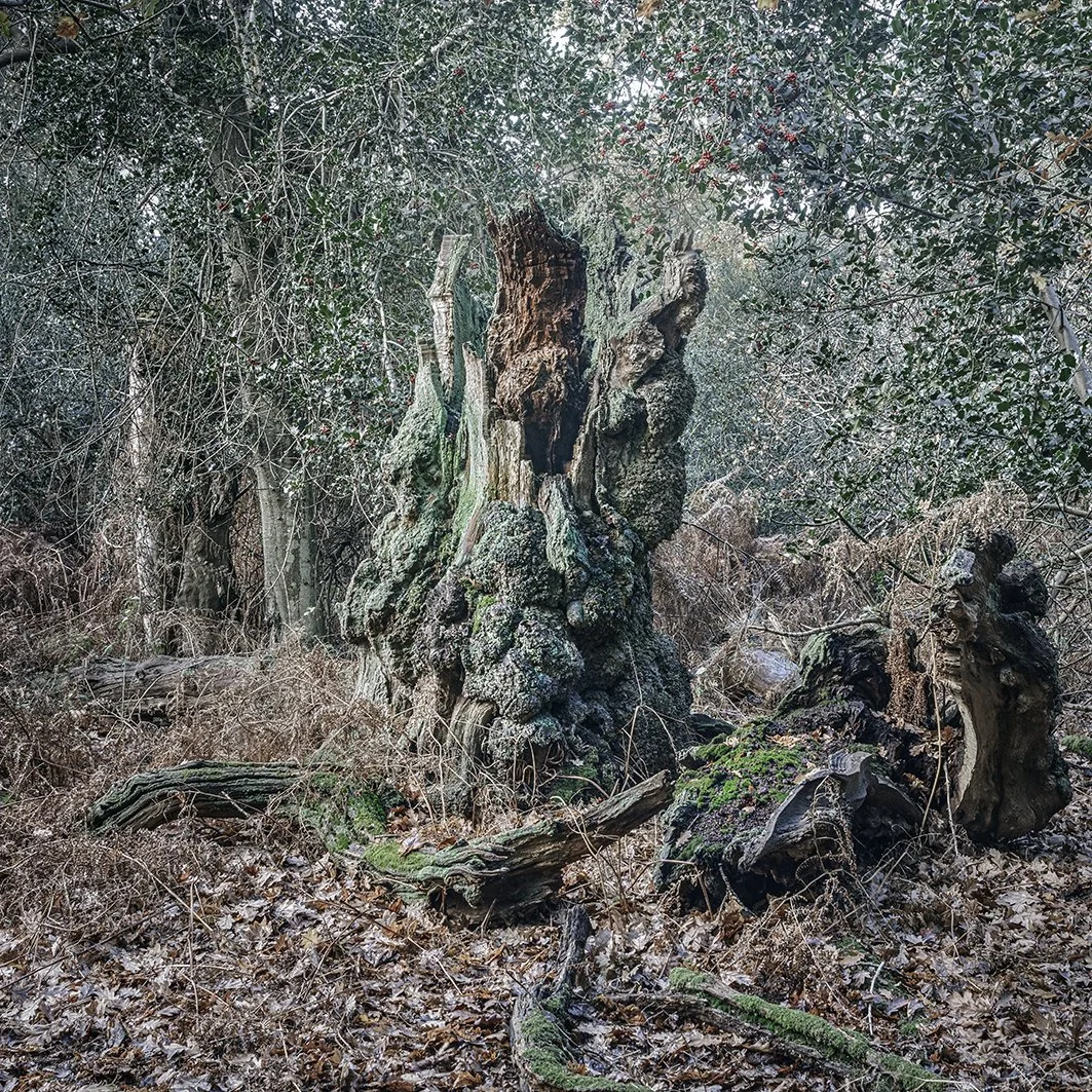 The Thicks -Yesterday's Tomorrow