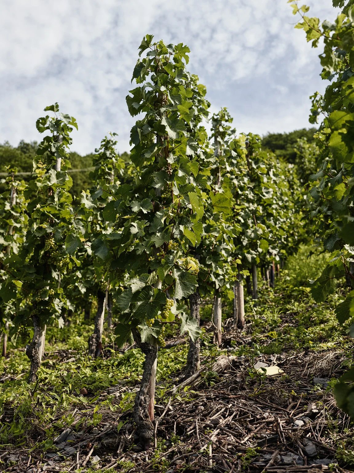 Mosel_3749.jpg