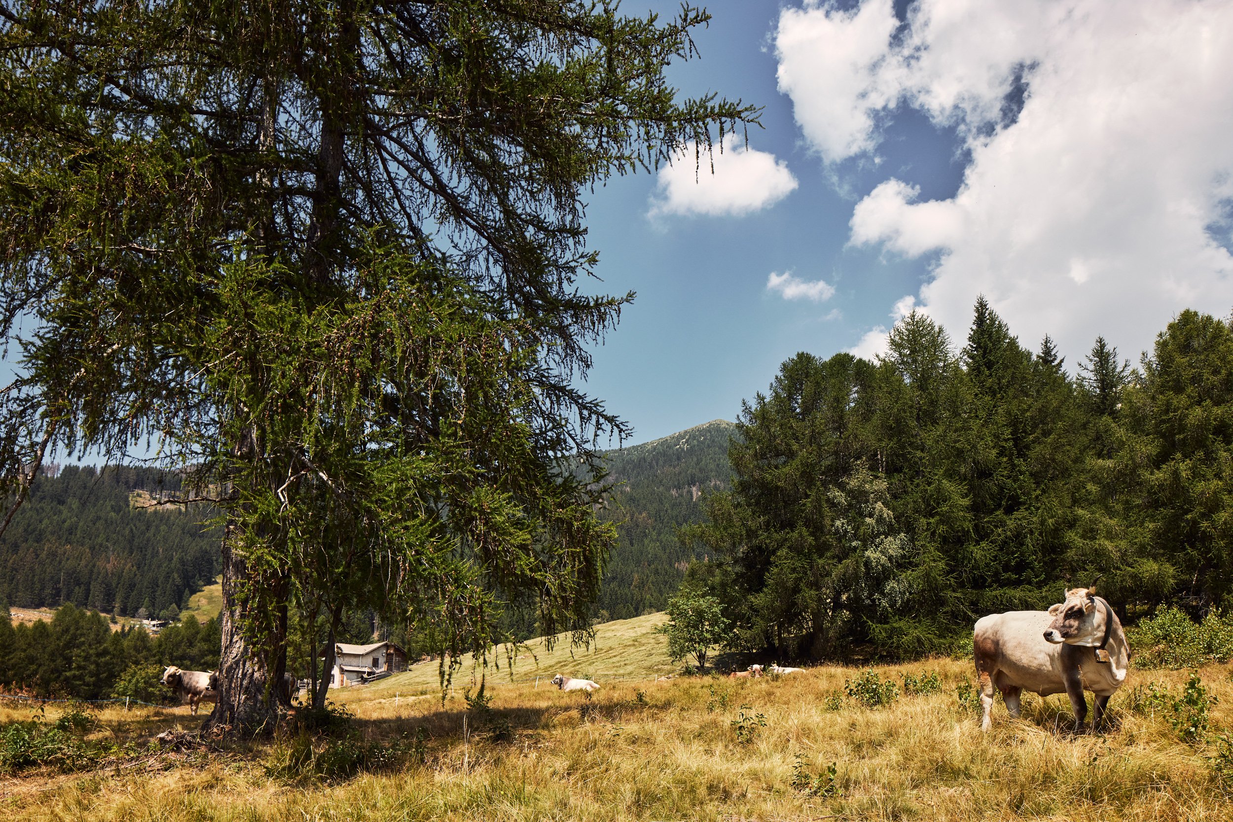Trentino_7_2022_0308_89.jpg