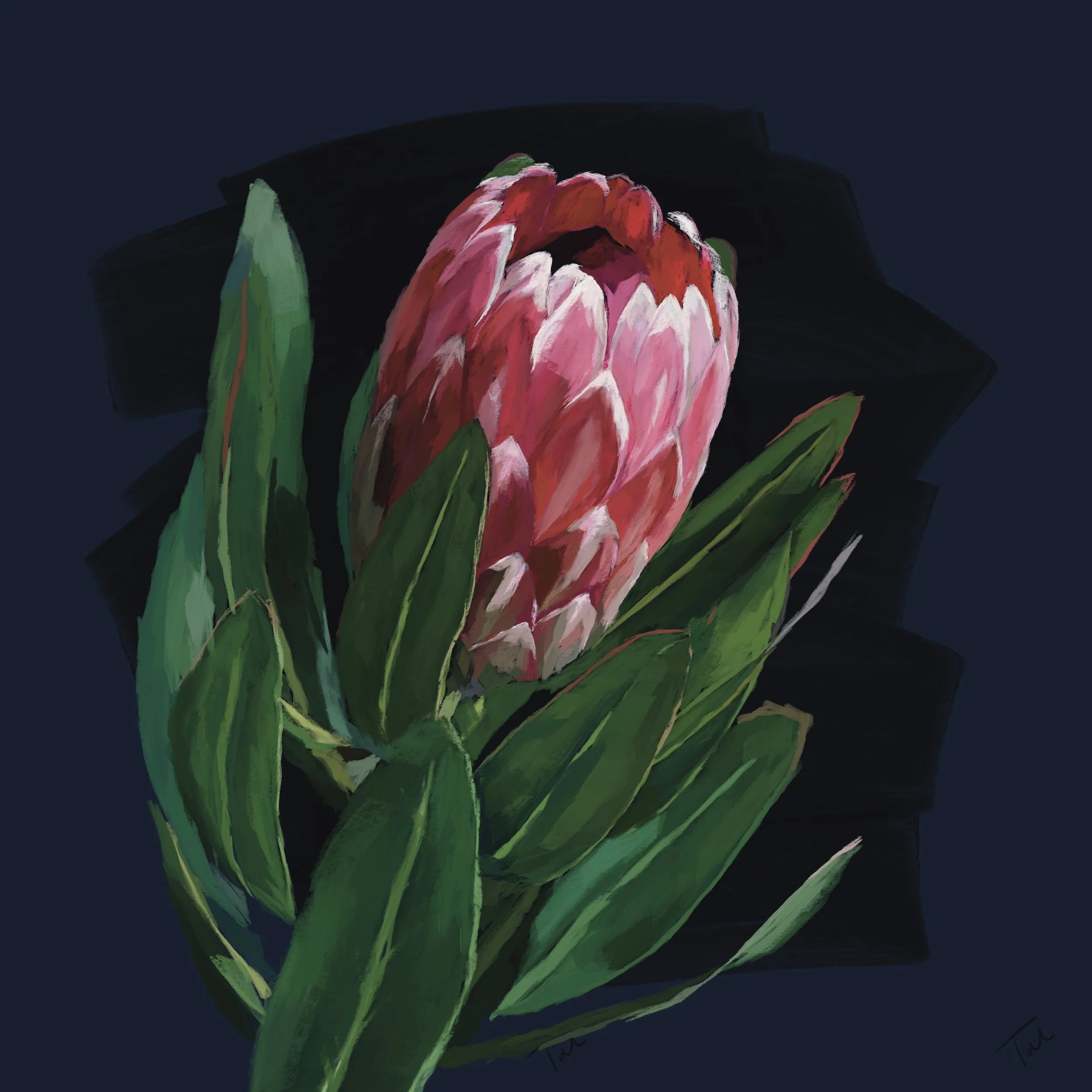 Protea.jpg