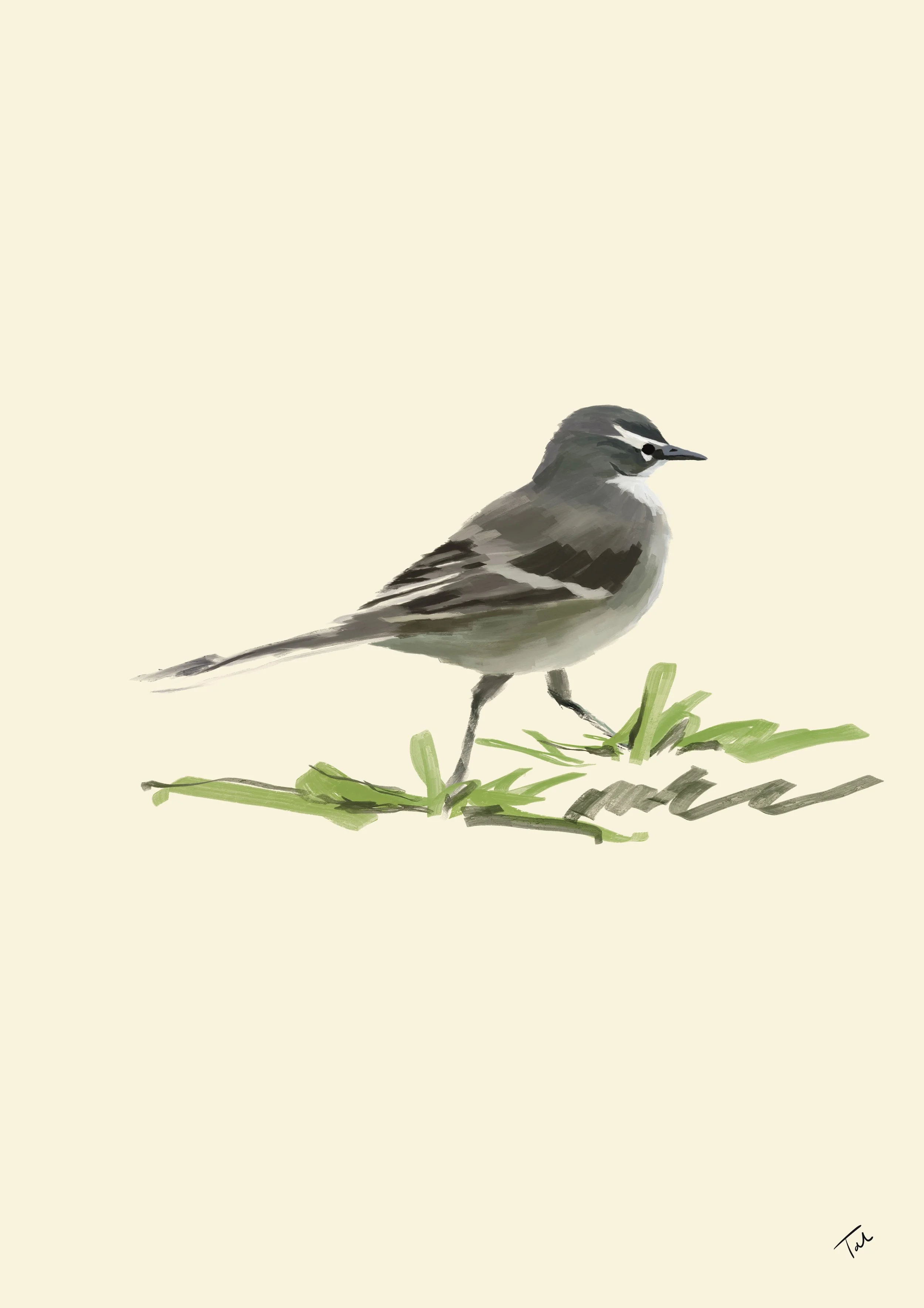 Wagtail.jpg