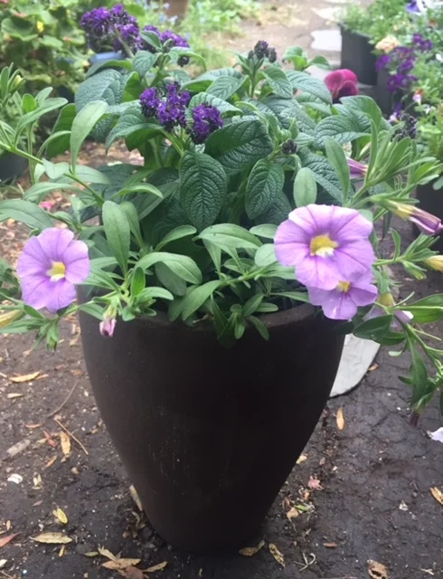 Perfect purples, heliotrope & calibrachoa