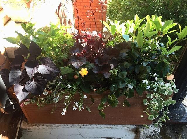 This mornings porch pot planting @flowerpotfairy #shadyplants #bespoke #bespokeplanting