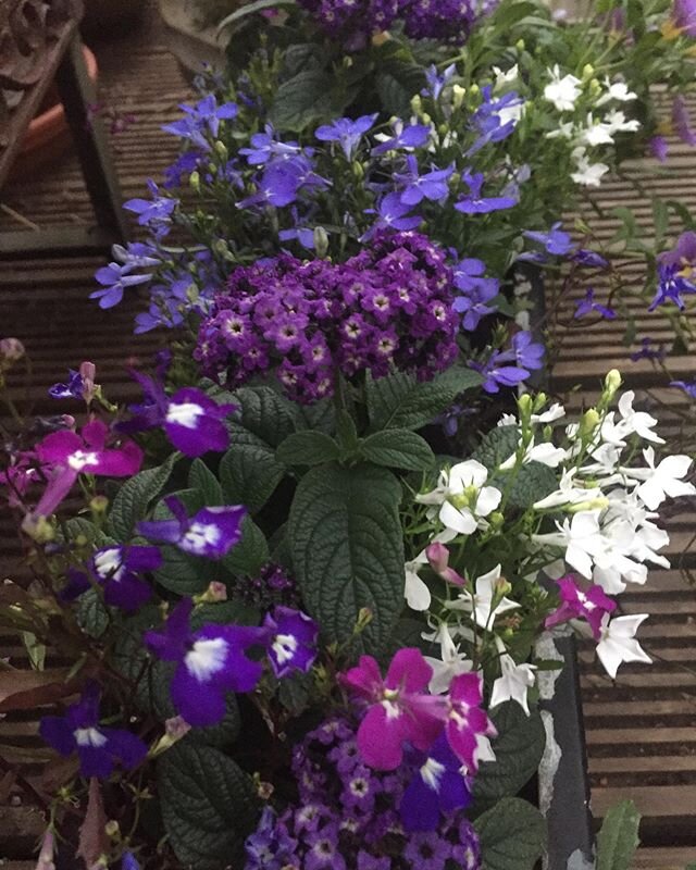 Finally I can share my Hackney plantings, this one featuring the infinity blue lobelia (almost glows in the dusk light) @flowerpotfairy #bespokepots #bespoke #containerplanting