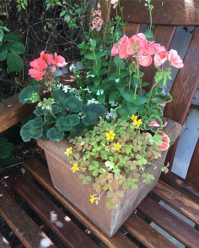 A pair of square terracotta planters @flowerpotfairy #bespoke #terracottapots