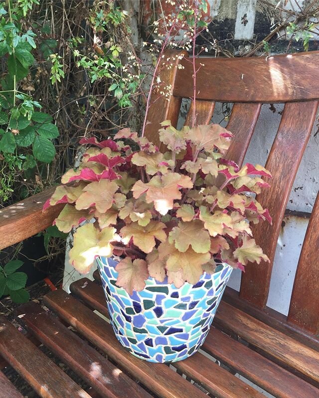 Heuchera the &lsquo;Fox Series&rsquo; Tangerine Wave @flowerpotfairy #bespoke #heuchera