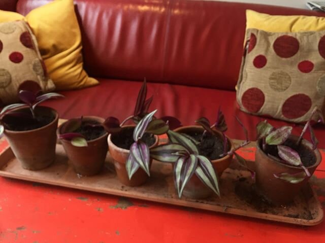 Taking cuttings of my Tradescantia @flowerpotfairy