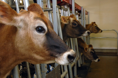 “You’re not just getting a better reputation,” says Stonyfield Farms Founder and CEO, Gary Hirshberg, “you are eliminating waste, which turns into profit. You are eliminating toxicity, which in turn reduces liability and regulatory oversight.”