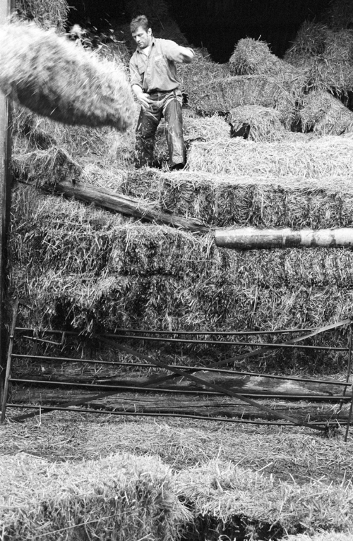 Graham Dawe working here on his farm down in Cornwall. He won 14 major trophies during 12 years at Bath before moving on to Sale and also represented the Barbarians, South West, Cornwall and Devon. 