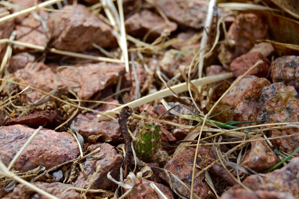 We found this baby cactus growing in our yard- this picture is super zoomed in. I would estimate its about the size of the nail on my pinky finger. Tiny!