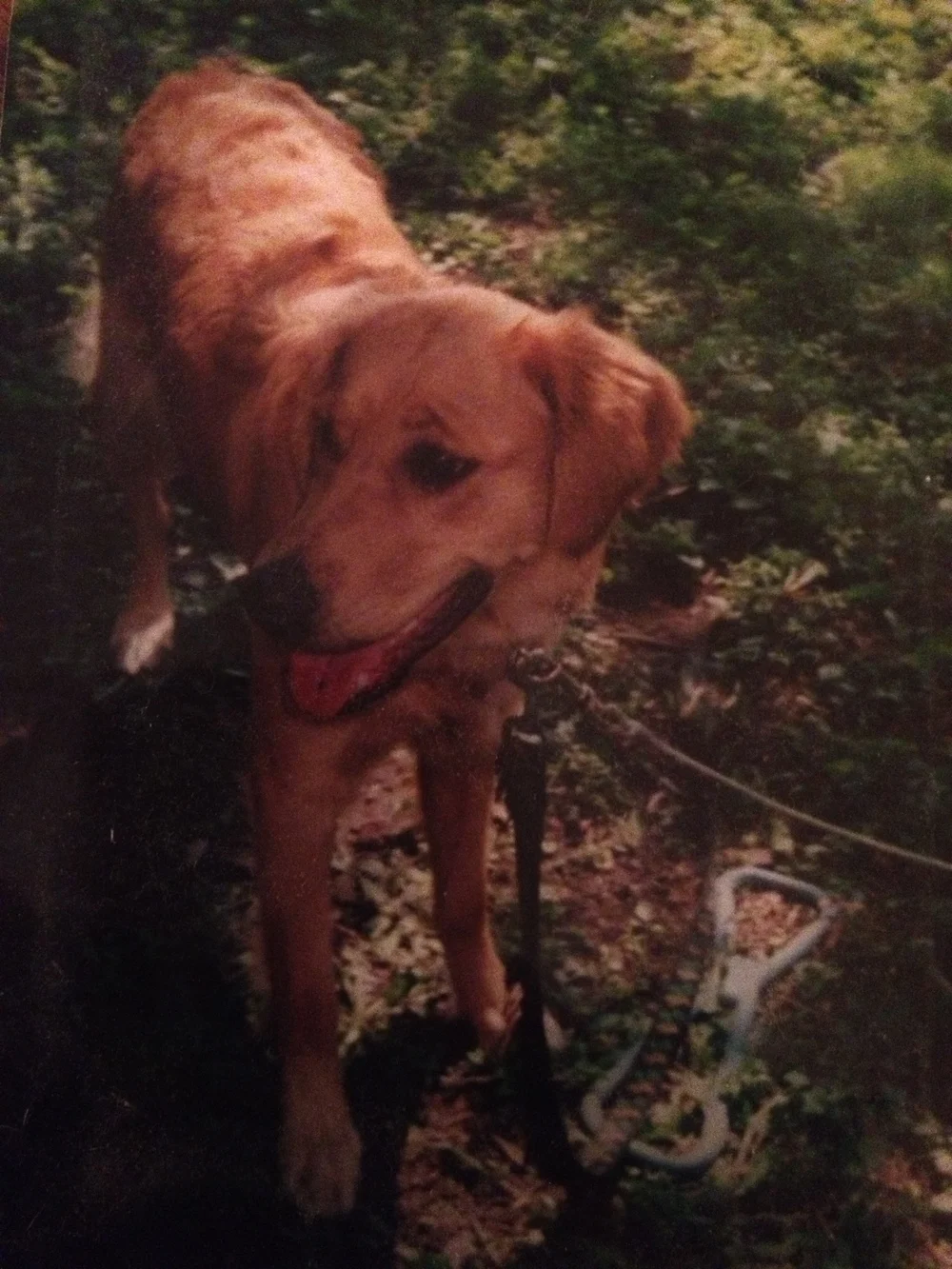 Zoe in her younger days, about 1 year old.