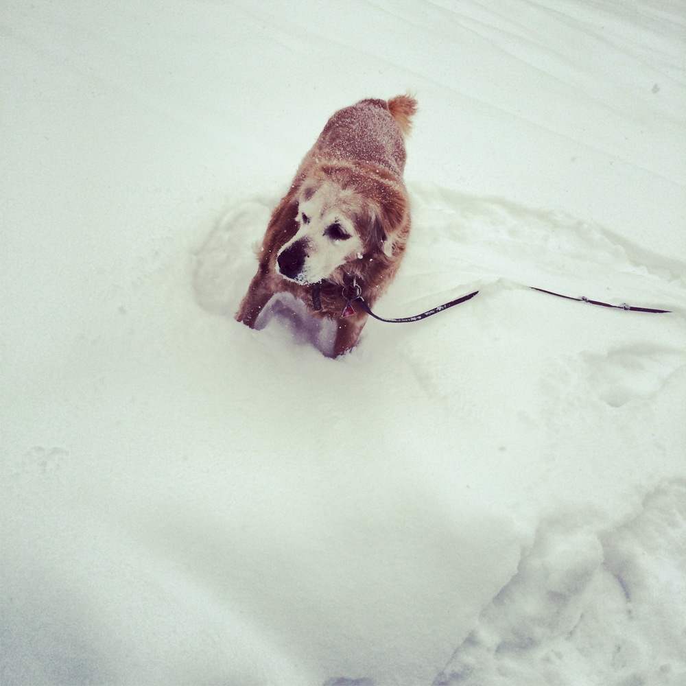Suspicious of snow. Aren't we all?