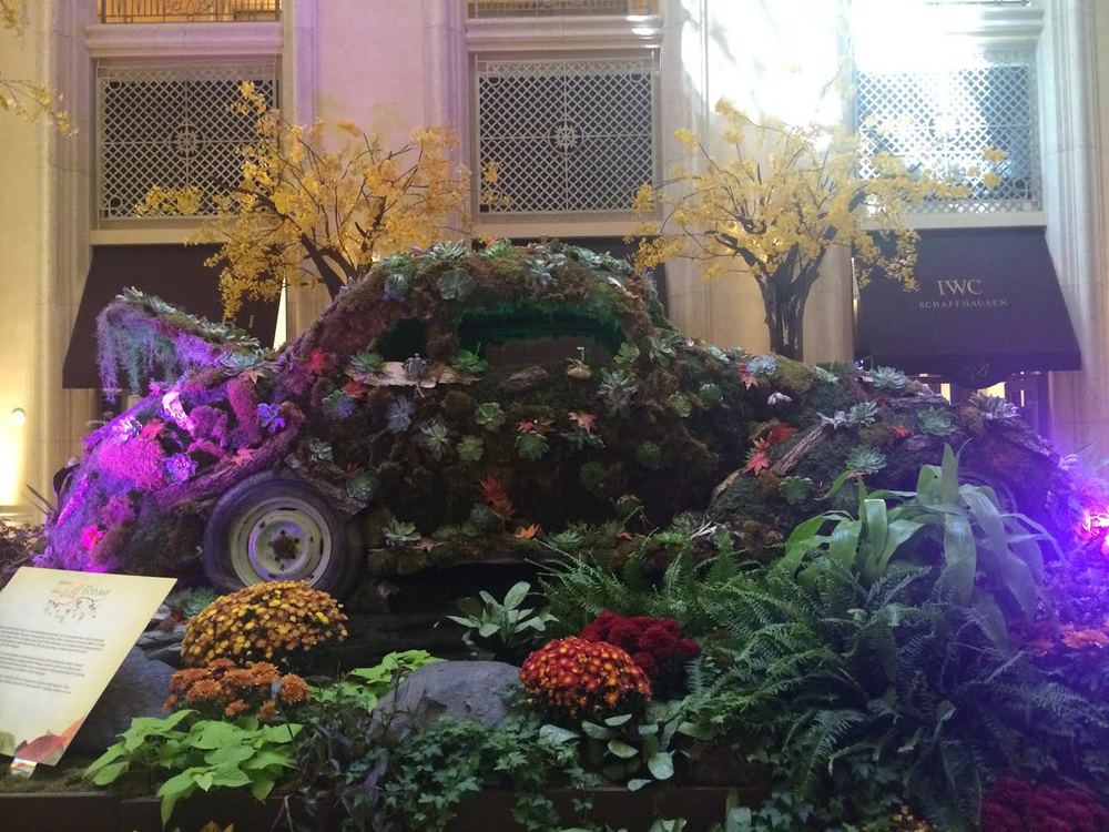 Succulents on a car? Count me in. 