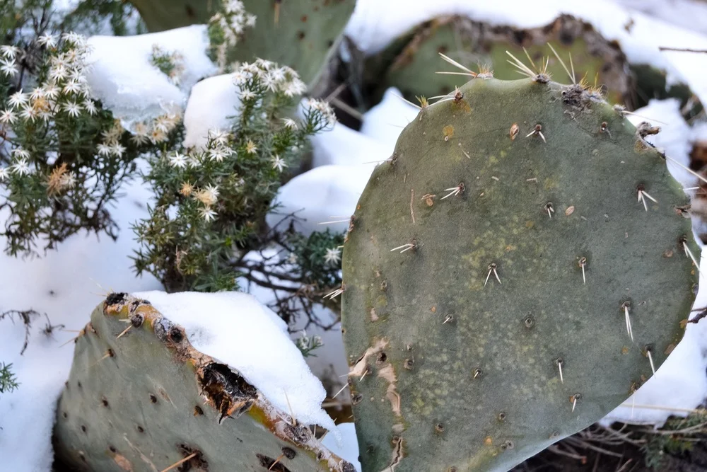 Snow in the desert is really quite magical