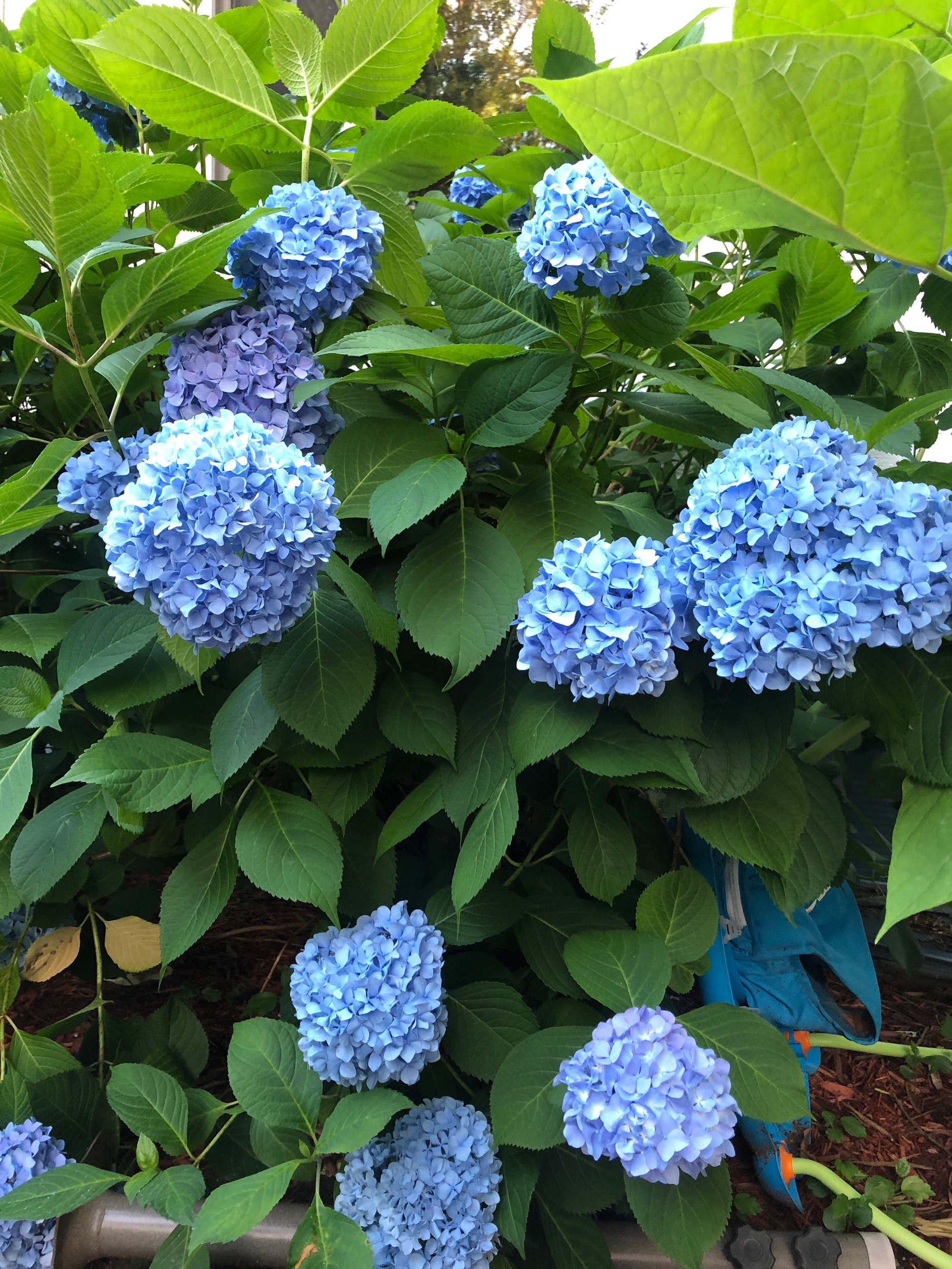 Our summer hydrangeas in full bloom are <3333333
