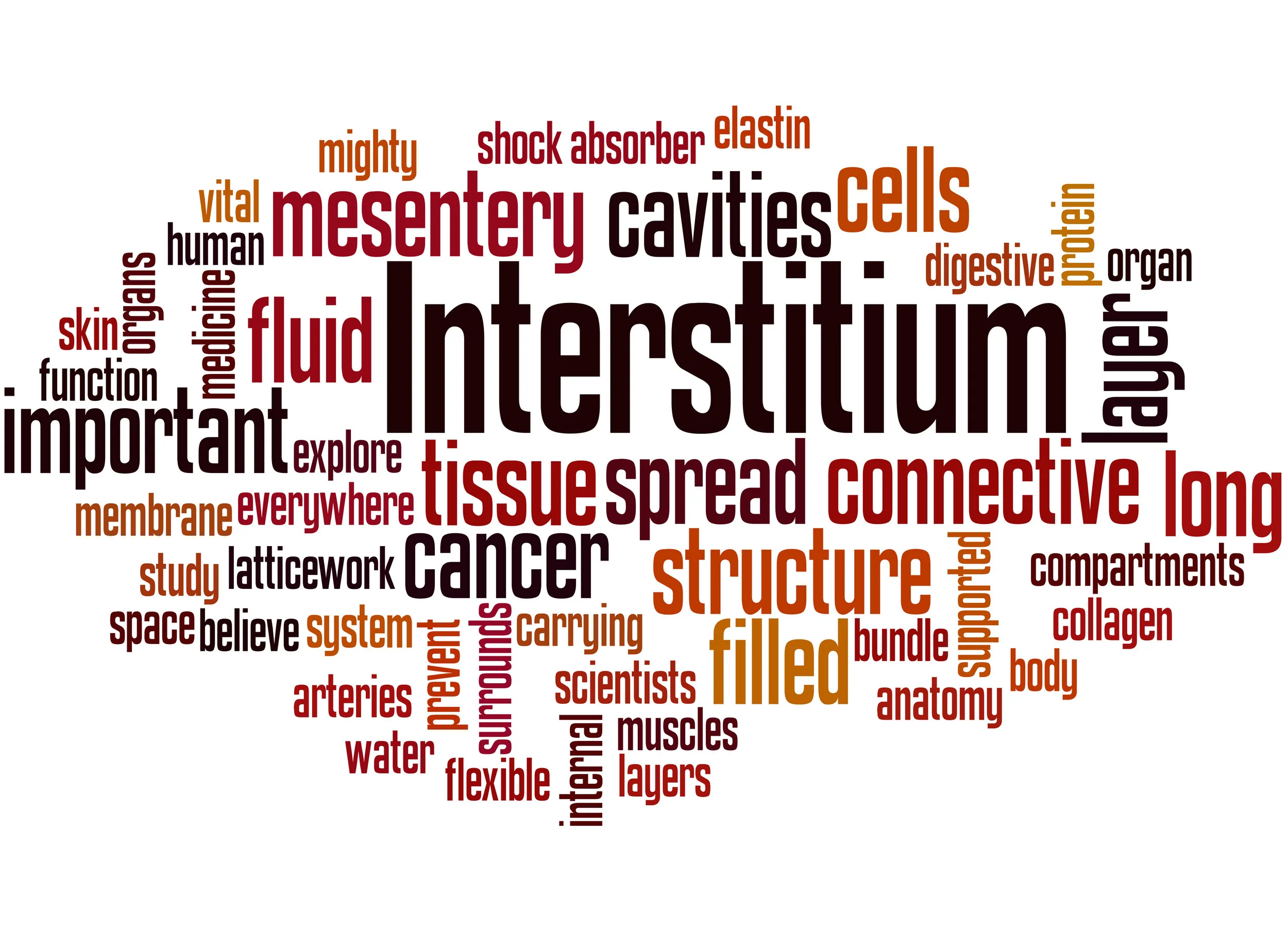 interstitium.jpg