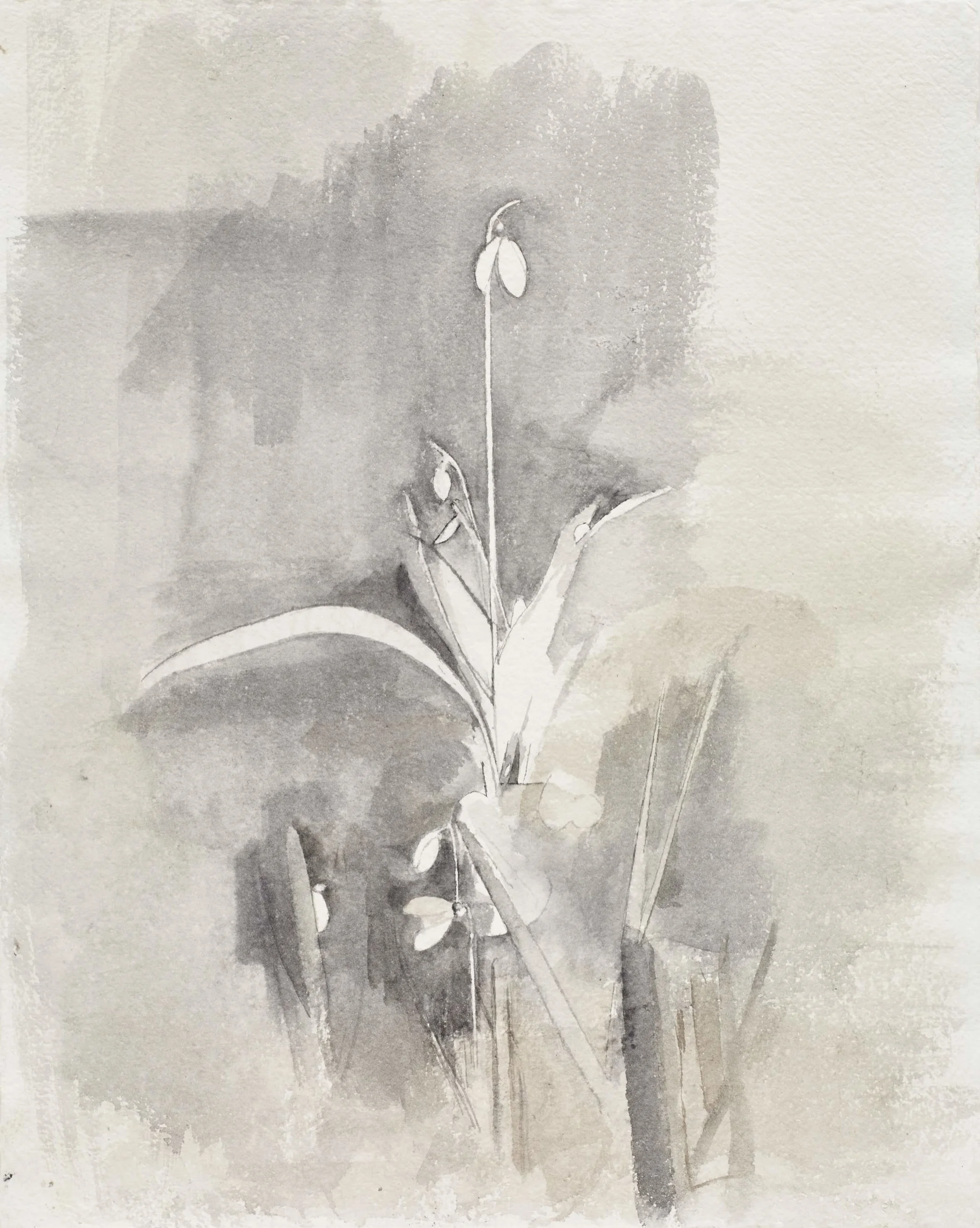 </strong><em>Earliest, Tallest</em> <br/> 2016<br/> watercolour<br/>52 x 42cm<strong>