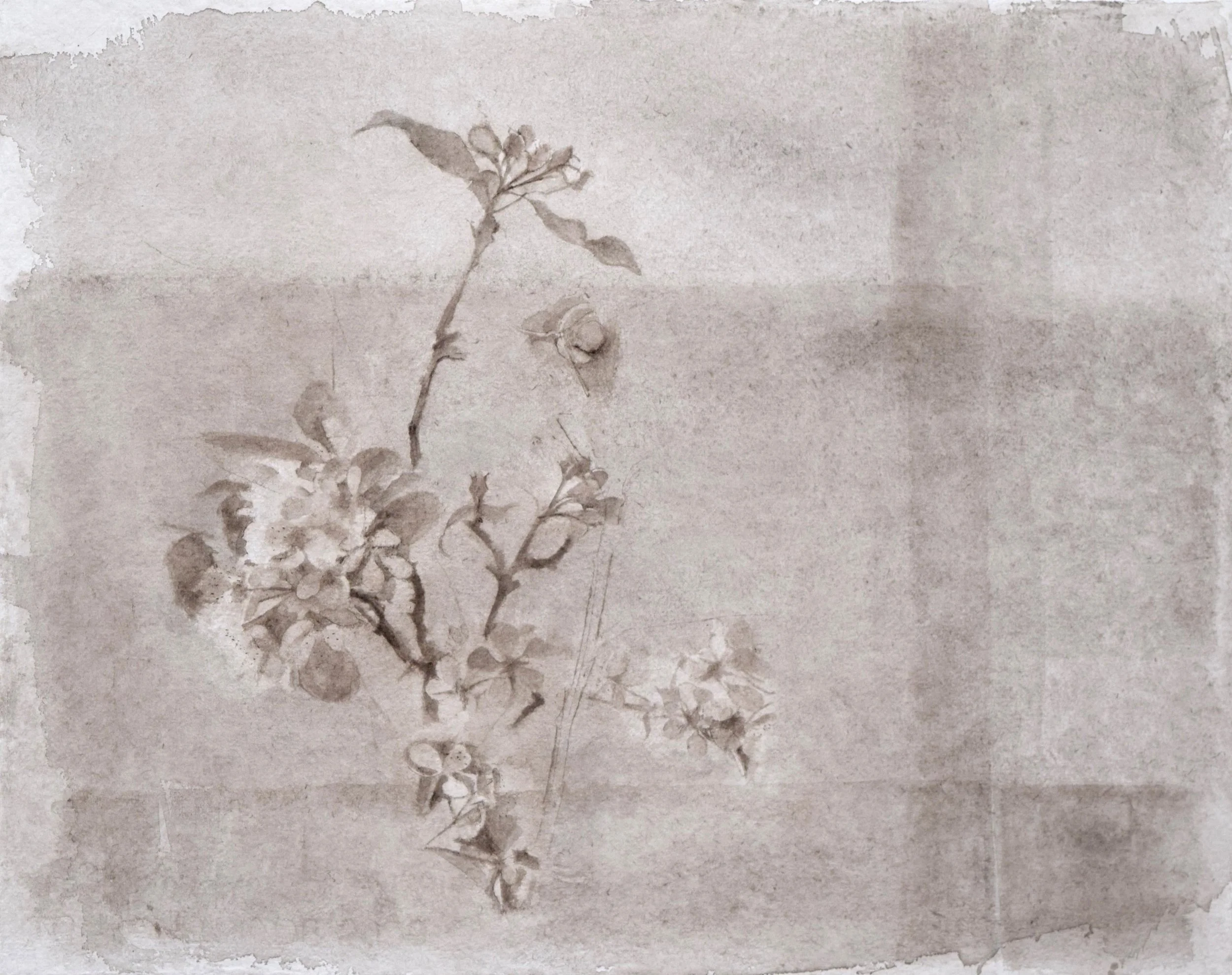 Pear and Apple Blossom_may 2013.jpg