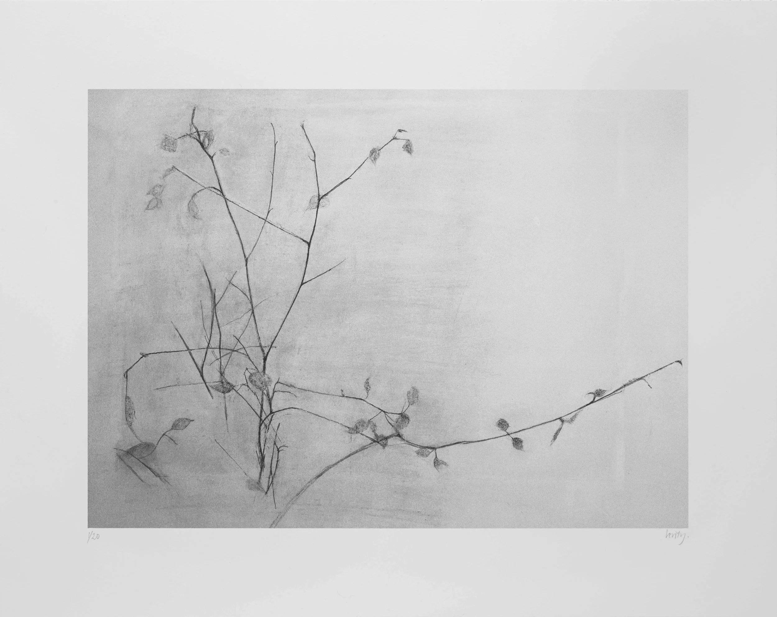 New Leaves 2017 lithograph 38 x 45 cm