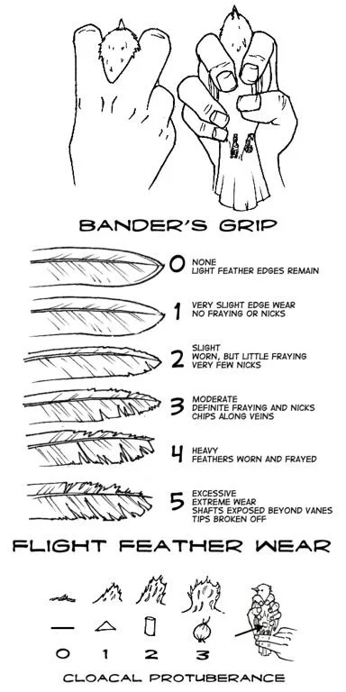 birdband1i.jpg