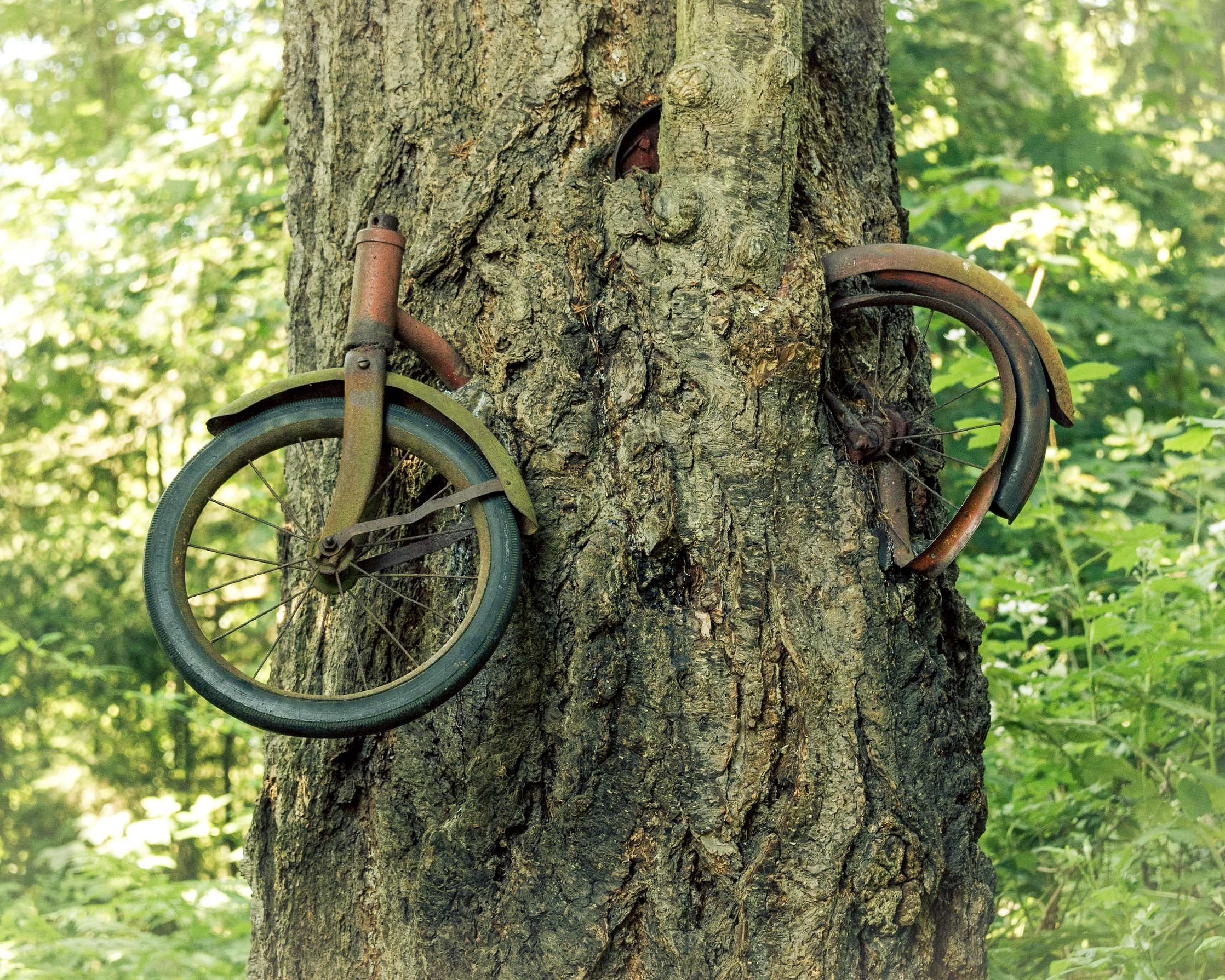 Vashon's famous bike in the tree. We know how it got there. (Photo Credit: Steve Tosterud)