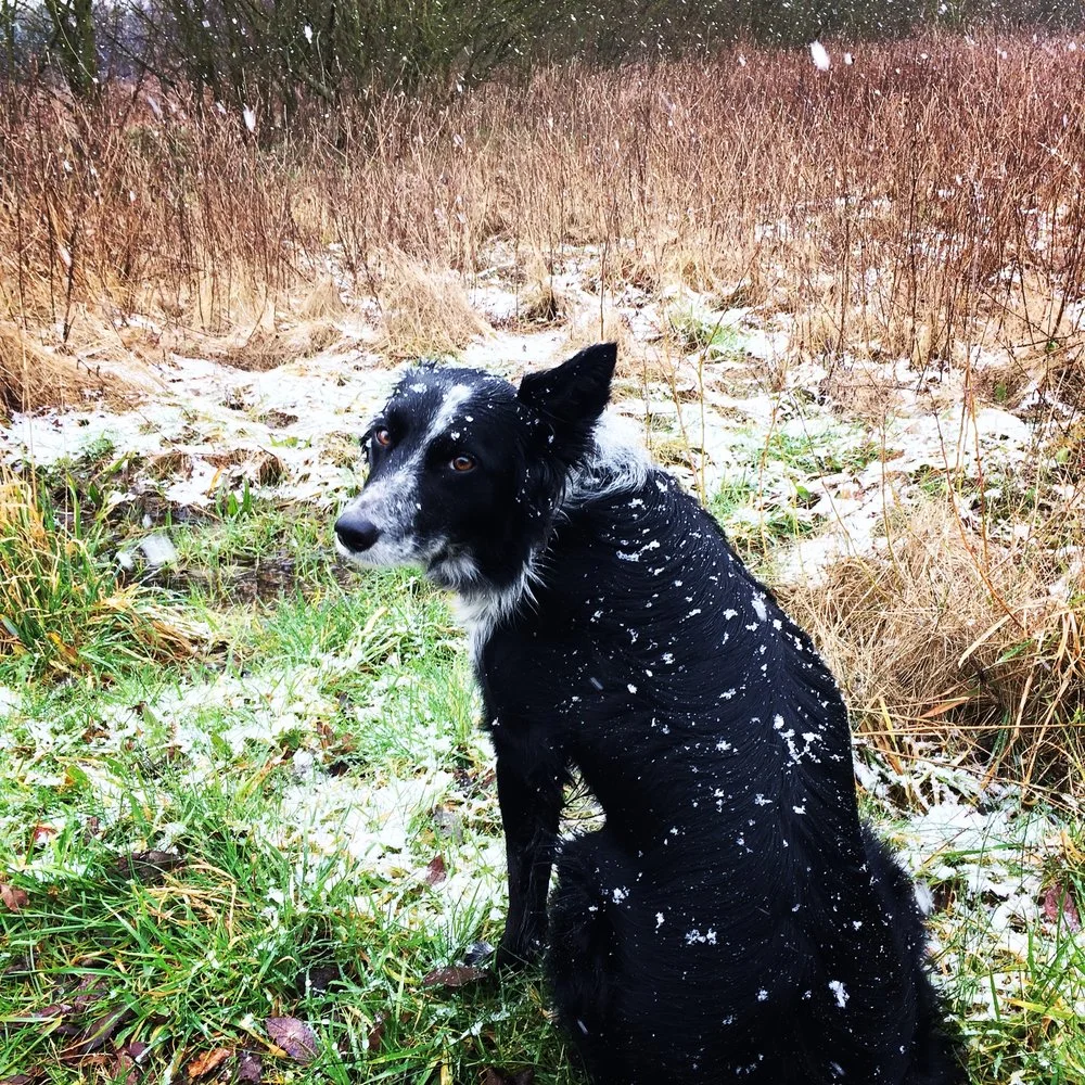 Winter Dog Walking in Liverpool ; February tales of fun 2018