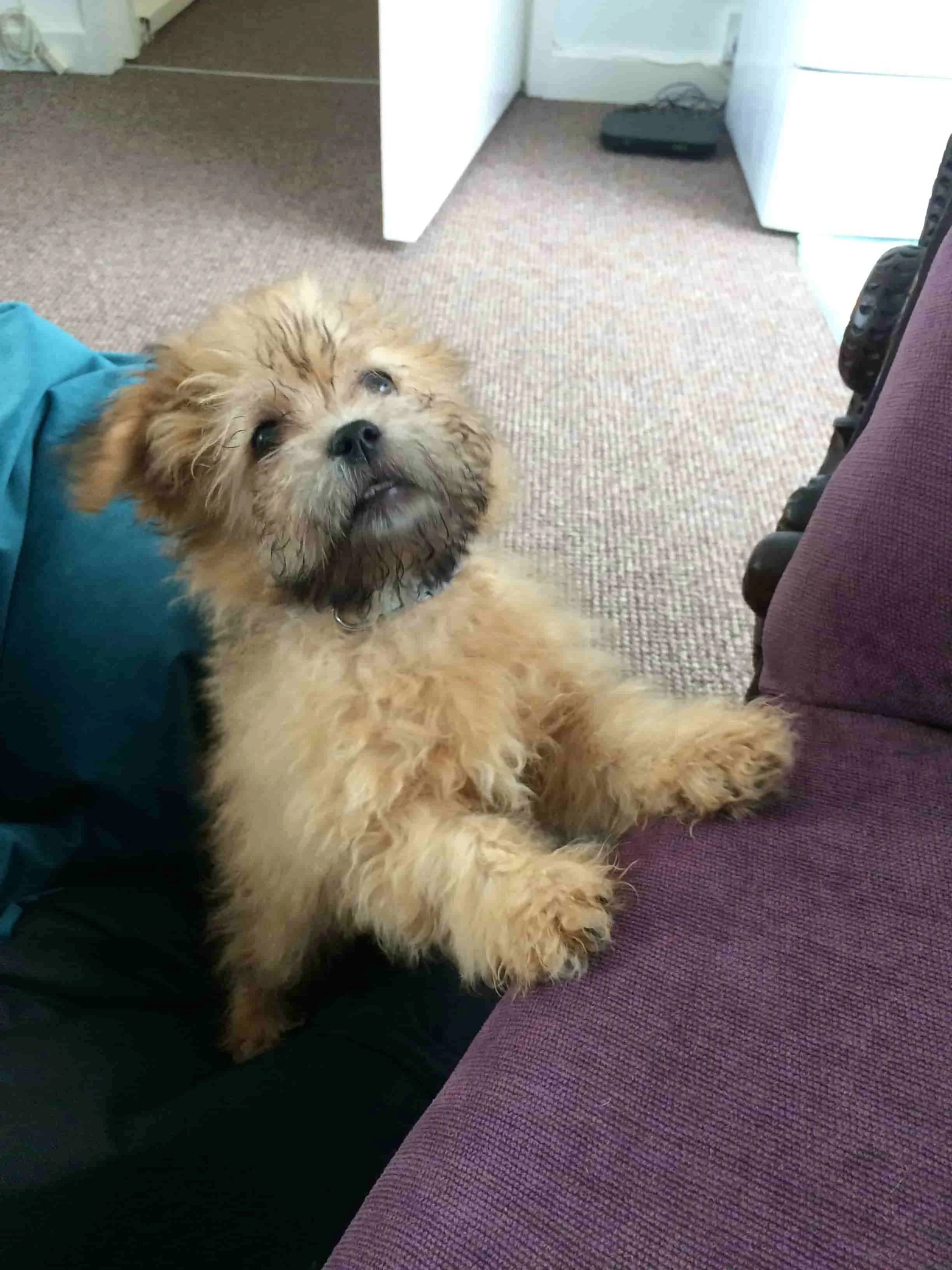 Liverpool puppy sitting ; Mister Ripley in attendance